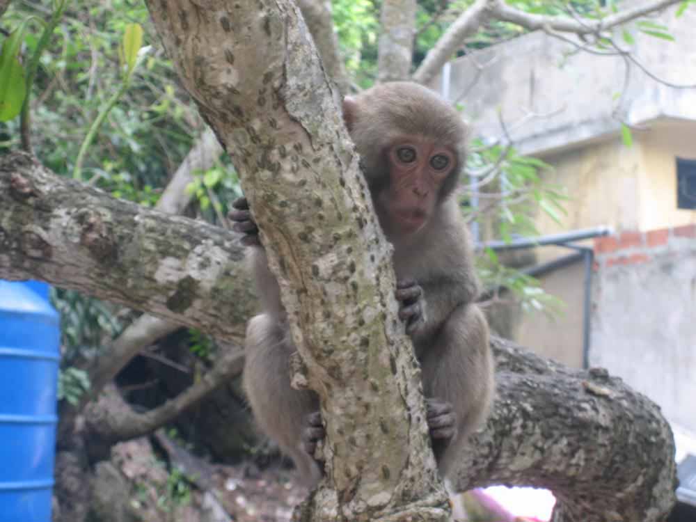 Monkey Island